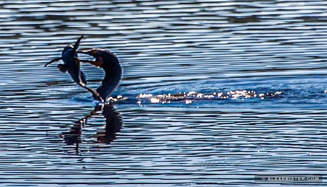 Cormorant lifting a fish from rippled water