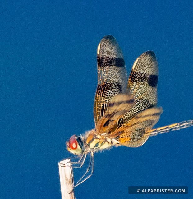 Macro study of a dragonfly