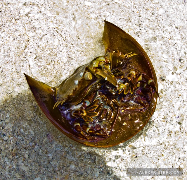 Close view of a horseshoe crab in clear shallow water